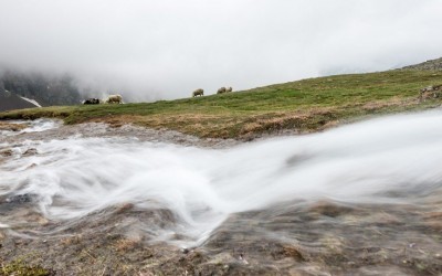 Die mystischen Schafwandertriebe in den Alpen