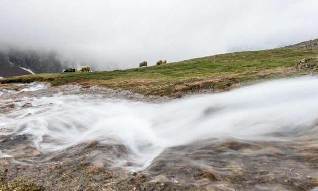 Die mystischen Schafwandertriebe in den Alpen