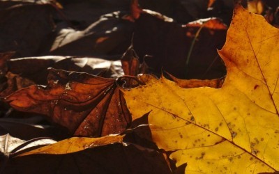 Herbstfeuer im Frühling