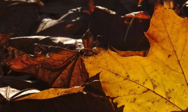 Herbstfeuer im Frühling