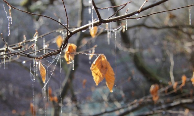 Der Wald