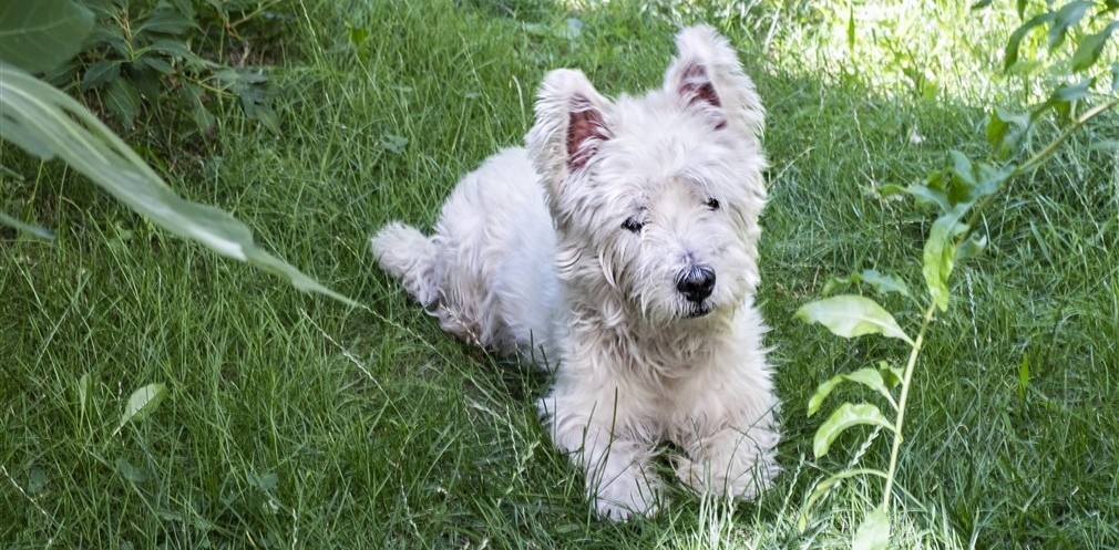 Bildgeschichte über einen Hund